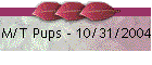 M/T Pups - 10/31/2004