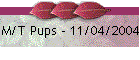 M/T Pups - 11/04/2004