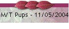 M/T Pups - 11/05/2004
