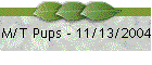 M/T Pups - 11/13/2004