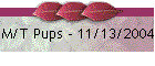 M/T Pups - 11/13/2004