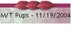 M/T Pups - 11/19/2004