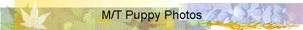 M/T Puppy Photos