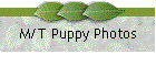 M/T Puppy Photos